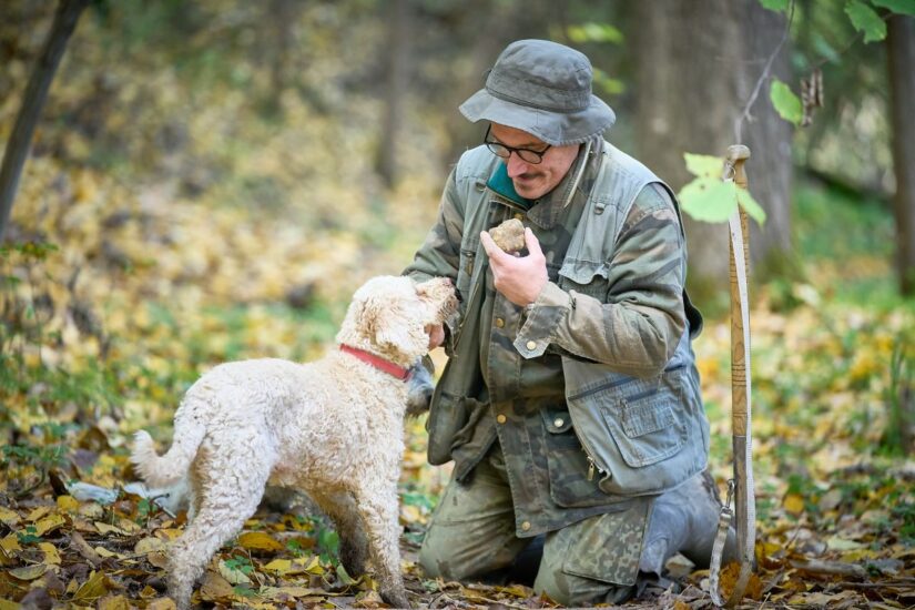 Il tartufo bianco delle Crete Senesi (credit: Gabriele Forti)