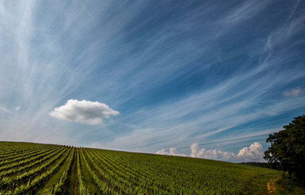 “Investire in vino aiuta con i criteri di sostenibilità ambientale, sociale e di governance”