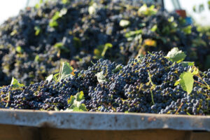 Vendemmia 2025 nell’Ue a 145,5 milioni di ettolitri (+1%) e Italia leader con 47 milioni (+8%) Vendemmia 2025 nell’Ue a 145,5 milioni di ettolitri (+1%) e Italia leader con 47 milioni (+8%)