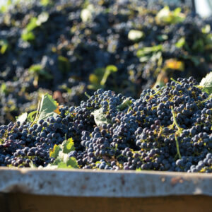 Vendemmia 2025 nell’Ue a 145,5 milioni di ettolitri (+1%) e Italia leader con 47 milioni (+8%)