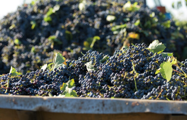 COPA COGECA, LUCA RIGOTTI, PREVISIONI VENDEMMIALI, UE, VENDEMMIA 2025, VINO EUROPEO, Mondo