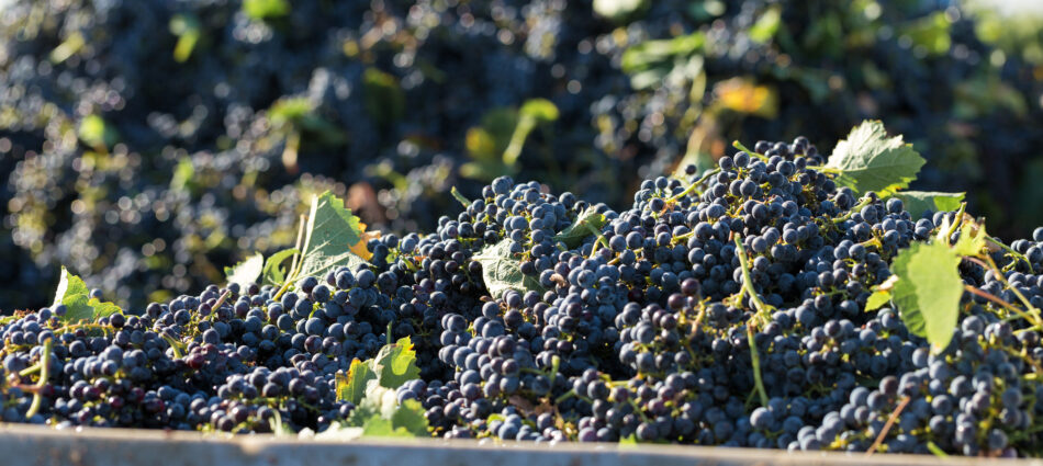 Vendemmia 2025 nell’Ue a 145,5 milioni di ettolitri (+1%) e Italia leader con 47 milioni (+8%)