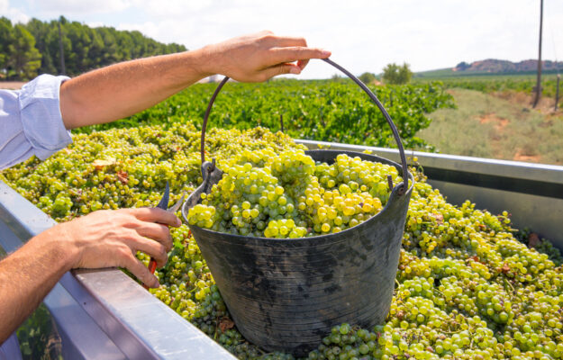 FEV, PREVISIONI VENDEMMIALI, SPAGNA, VENDEMMIA 2025, Mondo