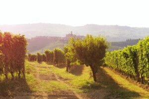 Barolo, la vendemmia 2025 entusiasma i produttori: uve Nebbiolo perfette e in grande equilibrio Barolo, la vendemmia 2025 entusiasma i produttori: uve Nebbiolo perfette e in grande equilibrio