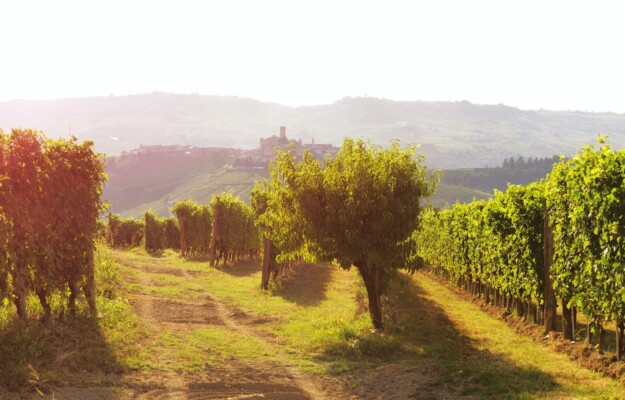BAROLO, DEDITUS, LANGHE ROERO E MONFERRATO, NEBBIOLO, VENDEMMIA 2025, Italia