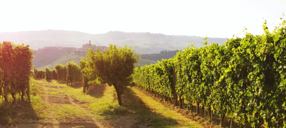 Barolo, la vendemmia 2025 entusiasma i produttori: uve Nebbiolo perfette e in grande equilibrio