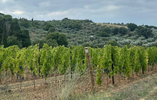 AGCM, CODACONS, FAMIGLIA COTARELLA, vino, Italia