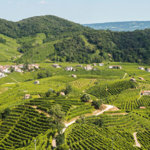 Italian wine exports decline in the US, except for Prosecco PDO: +10.2% in the first 7 months 2025