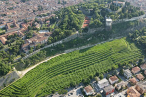 La vendemmia del Vigneto Pusterla, a Brescia, il vigneto urbano più grande d’Europa La vendemmia del Vigneto Pusterla, a Brescia, il vigneto urbano più grande d’Europa