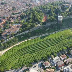 Harvest of Pusterla Vineyard, in Brescia, the greatest urban vineyard in Europe