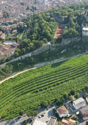 Al via la vendemmia nel vigneto urbano pi&ugrave; grande d&rsquo;Europa (4 ettari), nato nell&rsquo;anno Mille