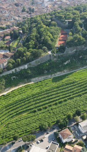 Al via la vendemmia nel vigneto urbano pi&ugrave; grande d&rsquo;Europa (4 ettari), nato nell&rsquo;anno Mille