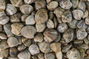 Pesca, dal Parlamento Europeo arriva la deroga per le vongole da 22 millimetri nell’Adriatico Pesca, dal Parlamento Europeo arriva la deroga per le vongole da 22 millimetri nell’Adriatico