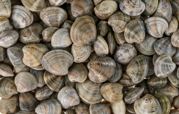 MARE ADRIATICO, PESCA, PESCATORI, UE, VONGOLE, Non Solo Vino