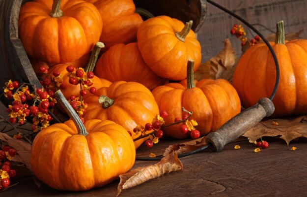 Halloween chiama, e la “Zucca Economy” risponde: per Ognissanti il giro d’affari vale 30 milioni Coldiretti, FESTA DI OGNISSANTI, HALLOWEEN, ZUCCA, Non Solo Vino