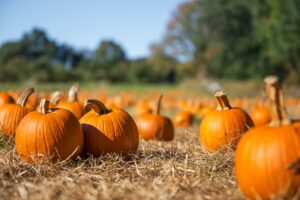 Halloween, esplode lo “zuccaturismo”, nuovo trend che unisce natura, turismo e sapori di stagione Halloween, esplode lo “zuccaturismo”, nuovo trend che unisce natura, turismo e sapori di stagione