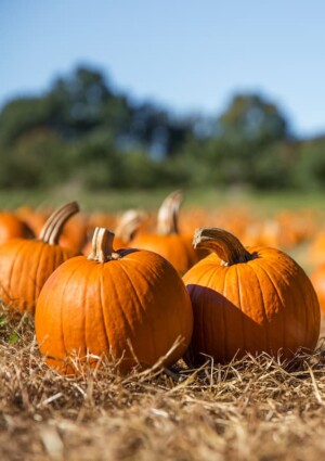 Halloween, esplode lo “zuccaturismo”, nuovo trend che unisce natura, turismo e sapori di stagione