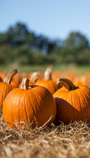 Halloween, esplode lo “zuccaturismo”, nuovo trend che unisce natura, turismo e sapori di stagione