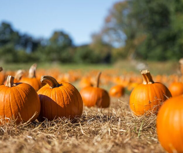 Halloween, esplode lo “zuccaturismo”, nuovo trend che unisce natura, turismo e sapori di stagione