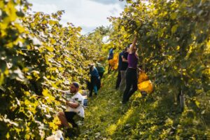 Sostenibilità, le cooperative agricole e agroalimentari hanno investito 1,2 miliardi nel 2024 Sostenibilità, le cooperative agricole e agroalimentari hanno investito 1,2 miliardi nel 2024