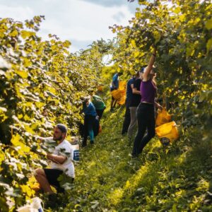 Sostenibilità, le cooperative agricole e agroalimentari hanno investito 1,2 miliardi nel 2024