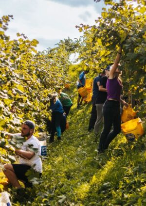 Sostenibilità, le cooperative agricole e agroalimentari hanno investito 1,2 miliardi nel 2024