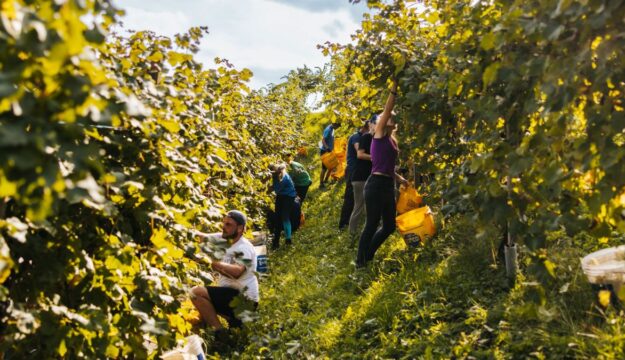 Sostenibilità, le cooperative agricole e agroalimentari hanno investito 1,2 miliardi nel 2024