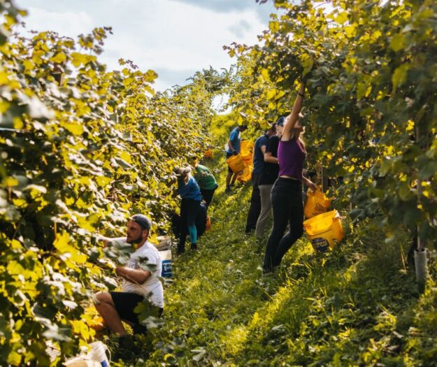 Sostenibilità, le cooperative agricole e agroalimentari hanno investito 1,2 miliardi nel 2024