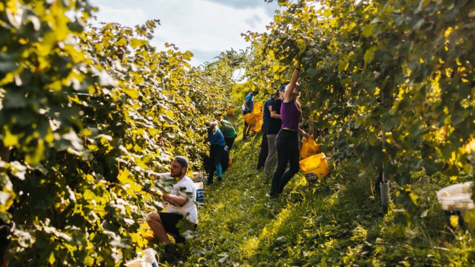 La vendemmia della Cantina Produttori Valdobbiadene