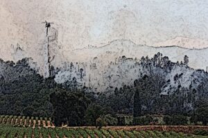 Un batterio potrebbe eliminare il “sapore” di fumo nelle uve “colpite” dagli incendi Un batterio potrebbe eliminare il “sapore” di fumo nelle uve “colpite” dagli incendi
