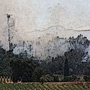 Un batterio potrebbe eliminare il “sapore” di fumo nelle uve “colpite” dagli incendi