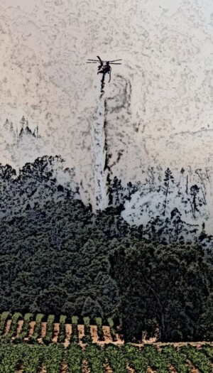 Un batterio potrebbe eliminare il “sapore” di fumo nelle uve “colpite” dagli incendi