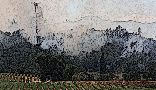 Un batterio potrebbe eliminare il “sapore” di fumo nelle uve “colpite” dagli incendi