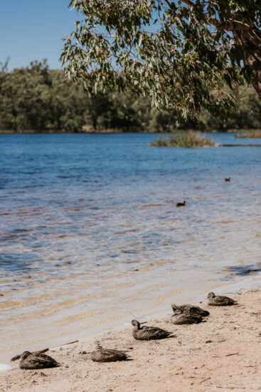 The World’s 50 Best Vineyards 2025, WineNews on tour nella Margaret Valley in Australia