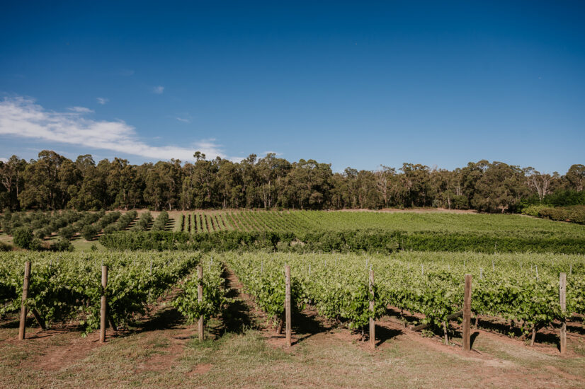The World’s 50 Best Vineyards 2025, WineNews on tour nella Margaret Valley in Australia