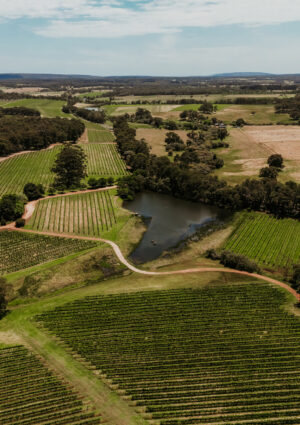 Australia, la vendemmia 2026 &egrave; la pi&ugrave; &ldquo;scarsa&rdquo; dal 2000. E il vino bianco superer&agrave; il rosso