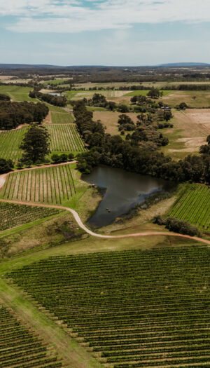 Australia, la vendemmia 2026 &egrave; la pi&ugrave; &ldquo;scarsa&rdquo; dal 2000. E il vino bianco superer&agrave; il rosso