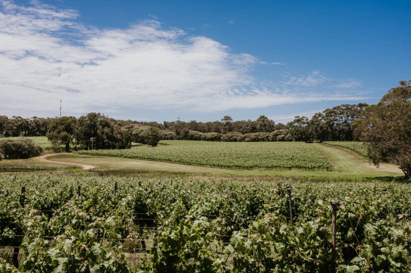 The WorThe World’s 50 Best Vineyards 2025, WineNews on tour nella Margaret Valley in Australiald’s 50 Best Vineyards 2025 - Famil Tours