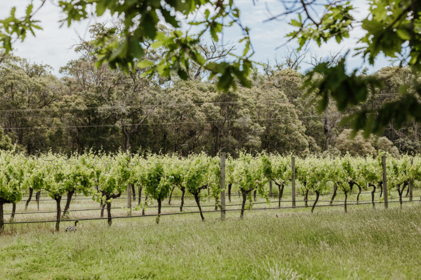 The World’s 50 Best Vineyards 2025, WineNews on tour nella Margaret Valley in Australia