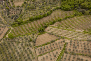 Agricoltura europea, nel 2024 l’Italia è terza per valore alla produzione con 70,2 miliardi di euro