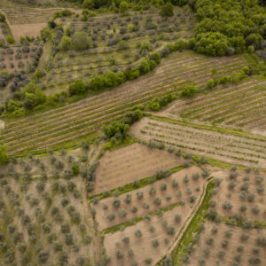Agricoltura europea, nel 2024 l’Italia è terza per valore alla produzione con 70,2 miliardi di euro