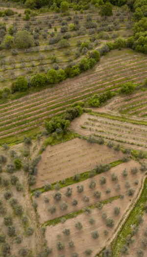 Agricoltura europea, nel 2024 l’Italia è terza per valore alla produzione con 70,2 miliardi di euro