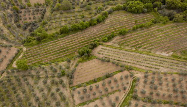 Agricoltura europea, nel 2024 l’Italia è terza per valore alla produzione con 70,2 miliardi di euro