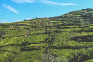 Vino e fusioni: Collis Veneto Wine Group incorpora Cantina Sociale di Monteforte D’Alpone