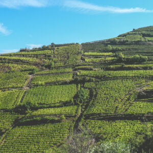 Vino e fusioni: Collis Veneto Wine Group incorpora Cantina Sociale di Monteforte D’Alpone