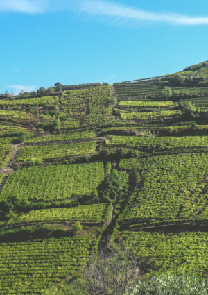 Vino e fusioni: Collis Veneto Wine Group incorpora Cantina Sociale di Monteforte D’Alpone