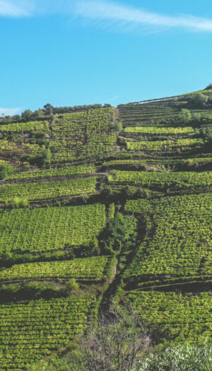 Vino e fusioni: Collis Veneto Wine Group incorpora Cantina Sociale di Monteforte D’Alpone