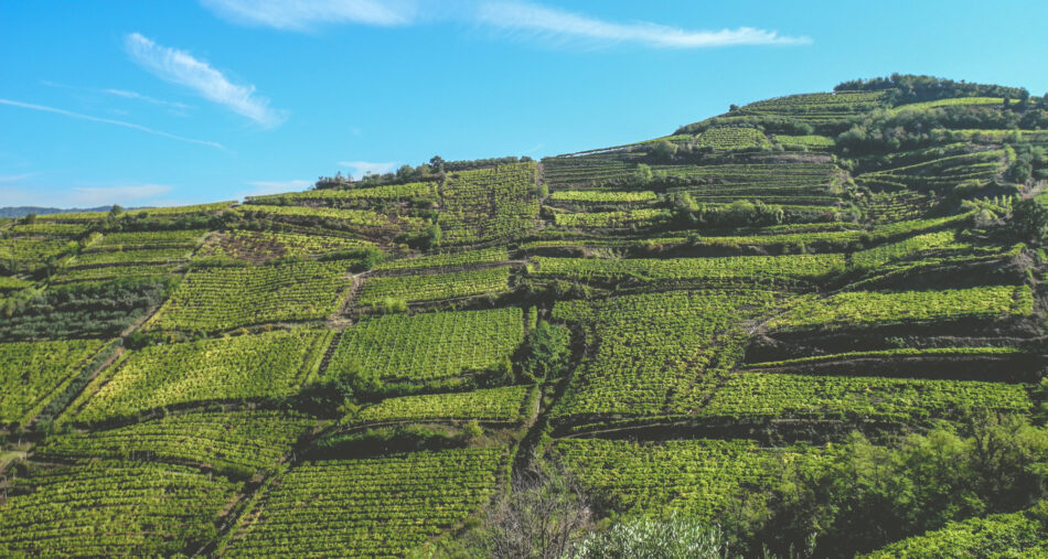 Collis Veneto Wine Group incorpora Cantina di Monteforte D’Alpone