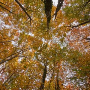 Occorre valorizzare i 12 milioni di ettari di bosco italiani, secondo Confagricoltura