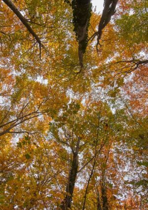 Occorre valorizzare i 12 milioni di ettari di bosco italiani, secondo Confagricoltura